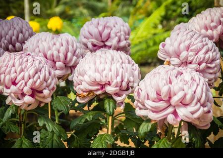 I bei fiori ibridi di Crisantemi, conosciuti anche come mums o crisanths, sono piante fiorenti del genere Chrysanthemum della famiglia Asteraceae. Th Foto Stock