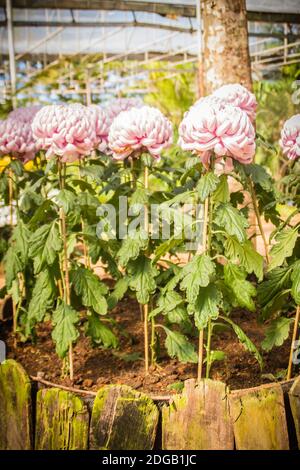 I bei fiori ibridi di Crisantemi, conosciuti anche come mums o crisanths, sono piante fiorenti del genere Chrysanthemum della famiglia Asteraceae. Th Foto Stock