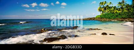 Palme sulla spiaggia, Waimea Bay, Oahu, Hawaii, Stati Uniti Foto Stock