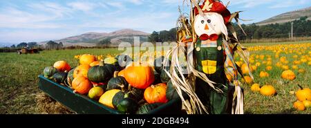 Scaventapasseri in Pumpkin Patch, Half Moon Bay, California, USA Foto Stock