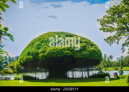 Albero banyan a forma di fungo contro il campo di erba verde e lo sfondo blu cielo. Banyan è una pianta che cresce su un'altra pianta, quando il suo seme germina Foto Stock