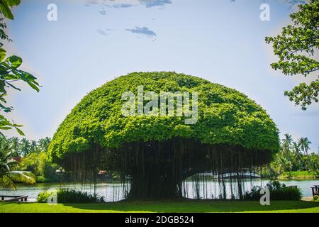 Albero banyan a forma di fungo contro il campo di erba verde e lo sfondo blu cielo. Banyan è una pianta che cresce su un'altra pianta, quando il suo seme germina Foto Stock