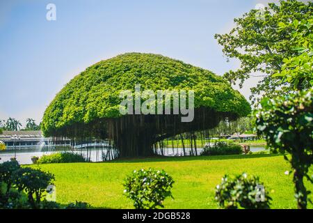 Albero banyan a forma di fungo contro il campo di erba verde e lo sfondo blu cielo. Banyan è una pianta che cresce su un'altra pianta, quando il suo seme germina Foto Stock