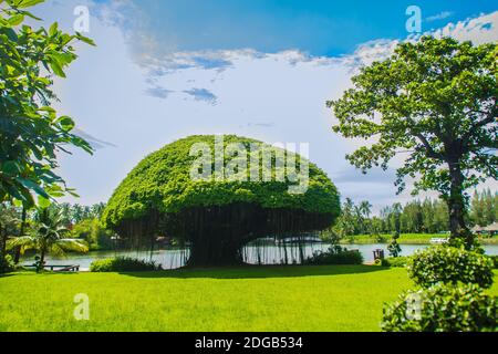 Albero banyan a forma di fungo contro il campo di erba verde e lo sfondo blu cielo. Banyan è una pianta che cresce su un'altra pianta, quando il suo seme germina Foto Stock