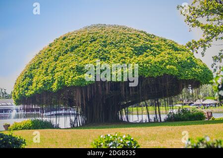 Albero banyan a forma di fungo contro il campo di erba verde e lo sfondo blu cielo. Banyan è una pianta che cresce su un'altra pianta, quando il suo seme germina Foto Stock