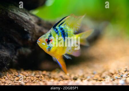 Primo piano di un montone blu (Microgeophagus ramirezi) isolato in un serbatoio di pesce con sfondo sfocato Foto Stock