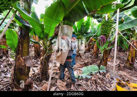 Tenerife, Spagna - 8 Gennaio 2019: i lavoratori il taglio di un grappolo di banane in una piantagione di Tenerife, Isole canarie, Spagna.