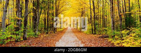 Alberi lungo un percorso in autunno, Hiawatha National Forest, Alger County, Upper Peninsula, Michigan, Stati Uniti Foto Stock