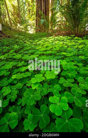 Redwood Forest Landscape nella bella California del Nord Foto Stock