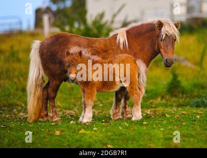 Pony Shetland in piedi sull'erba Foto Stock