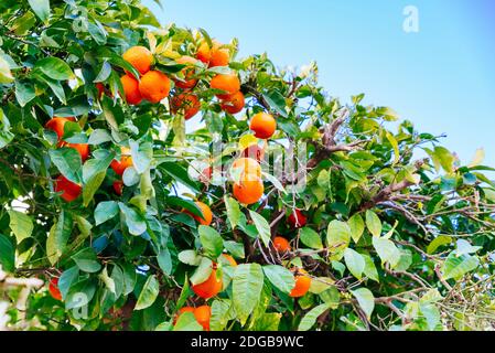 Albero arancione in primavera pieno di arance. Gli aranci sono utilizzati come ornamenti urbani nelle strade delle cittadine bianche. Olvera, Cádiz, Andalusia, Spagna, UE Foto Stock