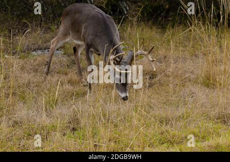 grande coda bianca buck nel selvaggio Foto Stock