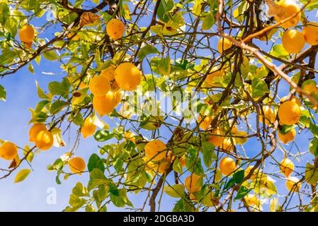 Alberi di arancio in Plaza de Andalucia - Piazza Andalusia. Gli alberi di arancio sono ampiamente usati per ornamento di strada e per fornire ombra. Benamahoma, Gra Foto Stock