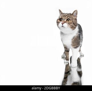 bel gatto tabby shorthair britannico bianco in piedi su specchio di fronte a bianco studio di sfondo con copia spazio aspetto curioso Foto Stock