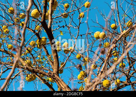 Vista dal basso dei rami della maclura pomifera impiccata con frutta. Cielo blu sullo sfondo. Medicina alternativa. Foto Stock