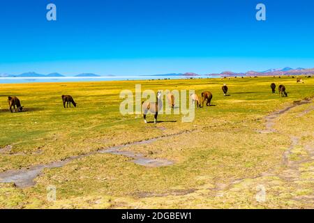 Llama che pascolano nel campo sulla riva di Salar De Uyuni al villaggio di Coqueza Foto Stock