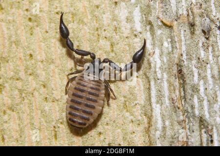 Un macro shot di pseudoscorpione, noto anche come falso scorpione o scorpione del libro Foto Stock