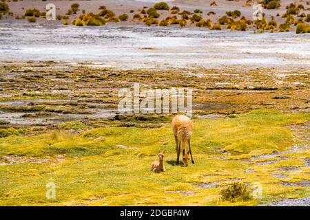 Vicuna femminile e il bambino che pascolano sulla riva di Lago Canapa Foto Stock