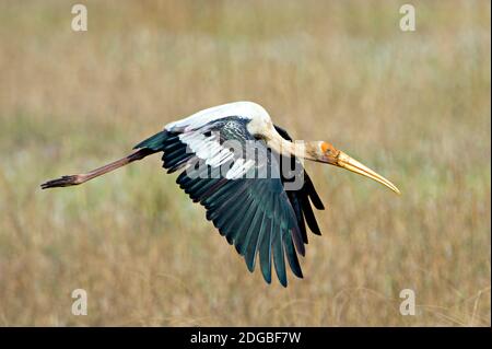 Cicogna dipinta (Mycteria leucocephala) volare, Bandhavgarh National Park, Umaria distretto, Madhya Pradesh, India Foto Stock