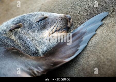 Capo pelliccia sigillo (Arctocephalus pusillus), Capo Croce, Namibia Foto Stock