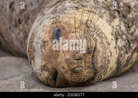 La Northern Elephant Seal si trova su una spiaggia della California Foto Stock