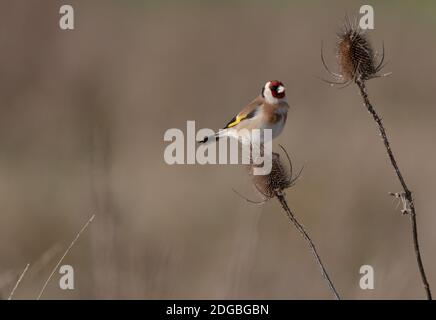 Goldfinch che perching sulla teasel Foto Stock