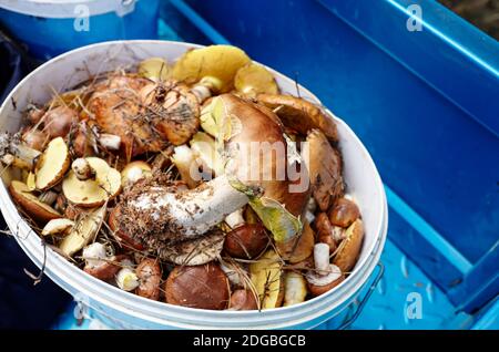 Funghi Boletus sporchi e non pelati in secchio di plastica. Raccolta di funghi selvatici nella foresta d'autunno. Nome di famiglia Boletaceae, nome scientifico Boletus edulis Foto Stock