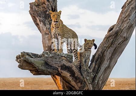 Leopardo (Panthera pardus) famiglia su albero, Parco Nazionale Serengeti, Tanzania Foto Stock