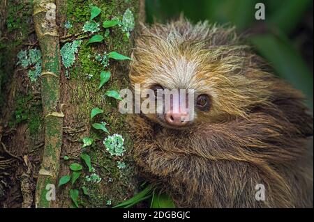 Sloth a due dita (Choloepus didactylus), Tortuguero, Costa Rica Foto Stock