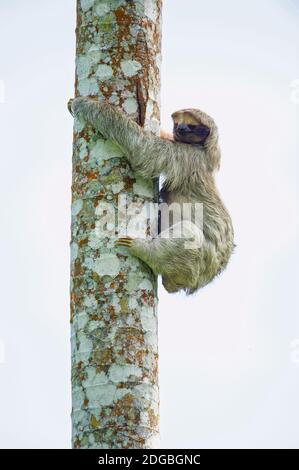 Sloth a tre dita (Bradypus tridactylus) che sale su un albero, Sarapiqui, Costa Rica Foto Stock