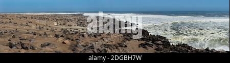 Cape foche (Arctocephalus pusillus) colonia, Capo Croce, Namibia Foto Stock