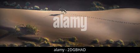 Gemsbok (Oryx gazella) sulle dune rosse, Sossusvlei, deserto del Namib, Parco Nazionale Namib-Naukluft, Namibia Foto Stock