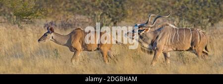Comportamento di accoppiamento del kudu maggiore maschile e femminile (Tragelaphus strepsiceros), Etosha National Park, Namibia Foto Stock