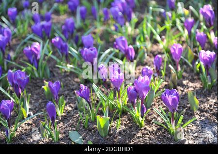 Viola scuro Crocus vernus Flower Record fiori in un giardino Nel mese di marzo Foto Stock