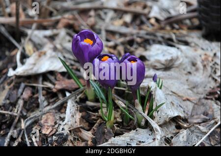 Viola scuro Crocus vernus Flower Record fiori in un giardino Nel mese di marzo Foto Stock