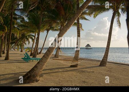 Palme e amaca sulla spiaggia di San Pedro, Ambergris Caye, Belize Foto Stock