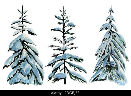 Alberi di Natale verdi nella neve Foto Stock