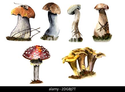 set di funghi diversi su sfondo trasparente Foto Stock