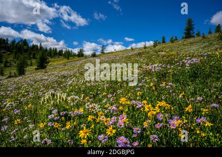 Fiori selvatici fioriti lungo il Healy Pass Trail in estate Foto Stock