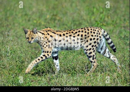 Serval (Leptailurus serval) camminando nella foresta, Ndutu, Ngorongoro Conservation Area, Tanzania Foto Stock