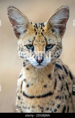 Primo piano di Serval (Leptailurus serval), Ndutu, Ngorongoro Conservation Area, Tanzania Foto Stock