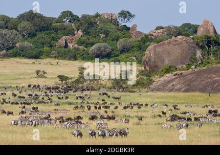 Zebre e Wildebeests (Connochaetes taurinus) durante la migrazione, Parco Nazionale Serengeti, Tanzania Foto Stock