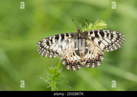 Festone meridionale Foto Stock