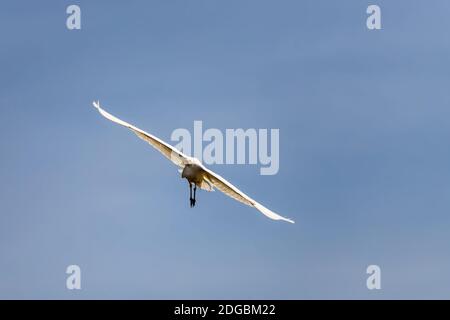 Un grande airone bianco vola su uno stagno Foto Stock