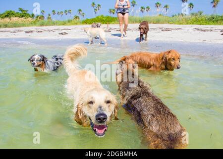 Donna che gioca sulla spiaggia con sette cani, Florida, USA Foto Stock