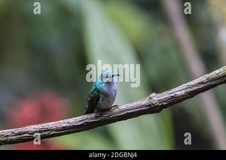 Blu (Hummingbird Trochilidae) si siede su un ramo, cloud forest, Ecuador. Foto Stock