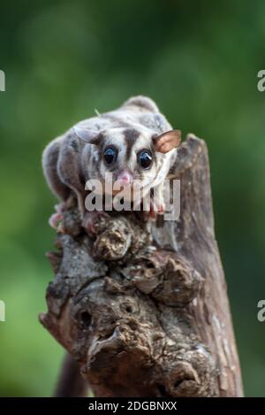 Ritratto di un aliante di zucchero su un albero, Indonesia Foto Stock