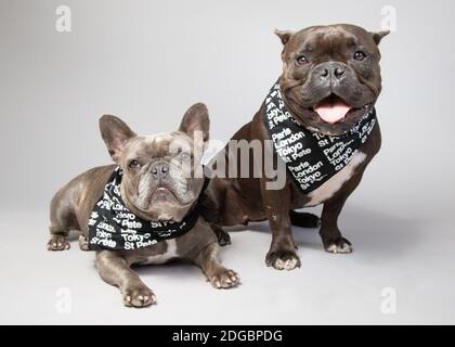 Ritratto di due bulldog francesi che indossano sciarpe al collo Foto Stock