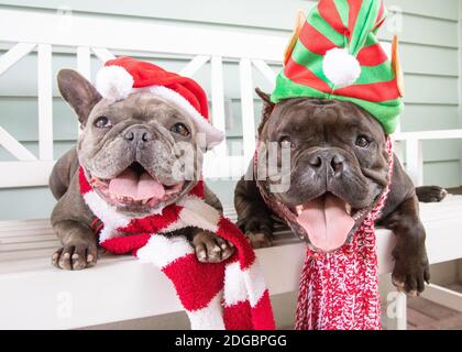 Ritratto di due bulldog francesi con cappelli e sciarpe natalizi su un banco Foto Stock