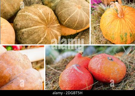 Verdure di raccolta autunnale, zucche assortite mini arancio su fieno e verde Foto Stock